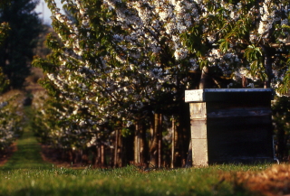 Cherry Pollination